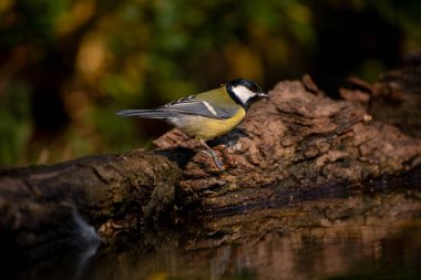 A Great Tit, Parus major, perching on tree trunk near water