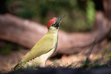 Avrupalı yeşil ağaçkakan Picus Viridis, parlak kırmızı tacı ve siyah bıyığı olan büyük yeşil bir ağaçkakandır..