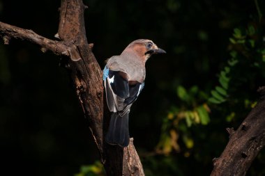Ağaçtaki Avrasya kuşu (