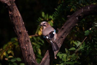 Ağaçtaki Avrasya kuşu (