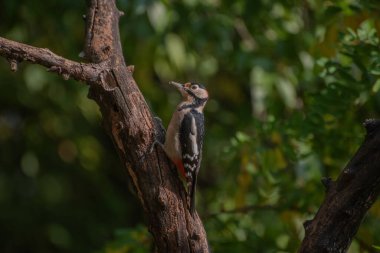 Küçük benekli ağaçkakan, Dendrocopos minör, ağaç gövdesinde..