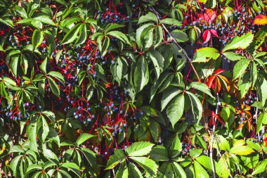 Sonbaharda partenosissus kırmızı yaprakları. Partenosissus, asma familyasına ait bir sarmaşık cinsidir. Vitaceae