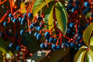 Sonbaharda partenosissus kırmızı yaprakları. Partenosissus, asma familyasına ait bir sarmaşık cinsidir. Vitaceae