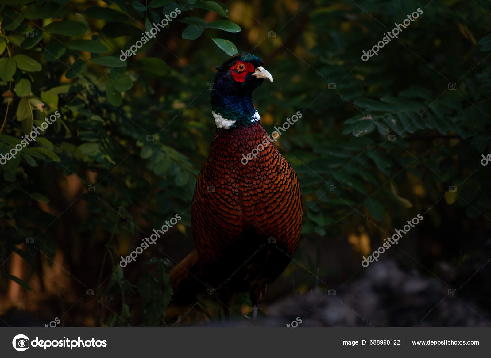 Common Pheasant Phasianus Colchicus Bird Pheasant Family Phasianidae