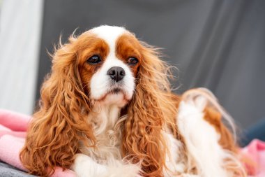 Blenheim Süvari Kralı Charles Spaniel 'in Portresi.