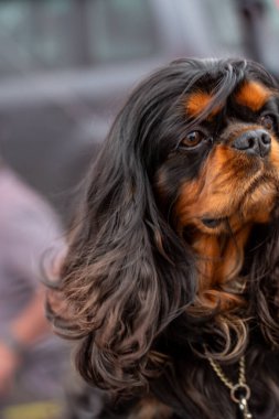 Siyah ve bronz şövalye kral Charles Spaniel 'in portresi..