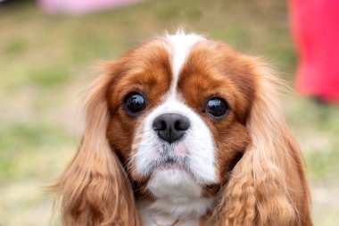 Blenheim Süvari Kralı Charles Spaniel 'in Portresi.