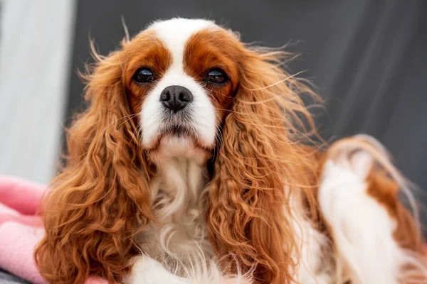 Portrait of blenheim cavalier king charles spaniel dog.
