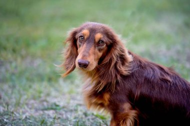 Uzun saçlı dachshund yeşil çimlere oturur ve yan tarafa bakar..