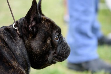 Brindle Fransız Bulldog 'un başı. Küçük köpek..