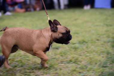 Fawn French bulldog köpeği. Küçük yoldaş köpek çimenlerde koşuyor.