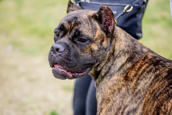 Dogo Canario, mastiff cinsinden bir İspanyol köpeğidir. Portre.