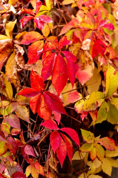 Virginia sürüngeni Partenocissus quinquefolia 'nın kırmızı ve sarı yaprakları. Partenosissus, üzümgiller (Vitaceae) familyasından bir bitki cinsidir..