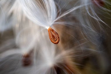 Asclepias syriaca ya da yaygın olarak bilinen adıyla süt otu, kelebek çiçeği, ipekotu, ipeksi kırlangıç otu ve Virginia ipek otu, çiçekli bir bitki türüdür..