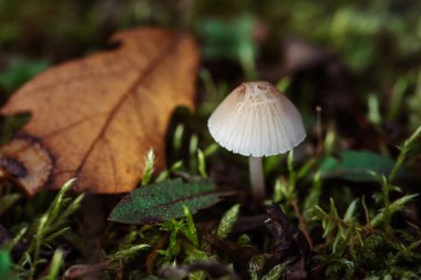 Ormanda mantar ve yapraklar. Sonbahar mevsiminde çimenlerdeki orman mantarlarının yakın plan fotoğrafı. Sonbahar ormanlarında yetişen küçük taze mantarlar. Ormanda mantar ve yapraklar.