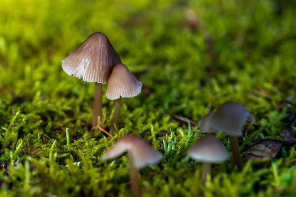 mushrooms and leaves in forest. close-up photo of forest mushrooms in grass in autumn season. small fresh mushrooms, growing in autumn forest. mushrooms and leaves in forest.