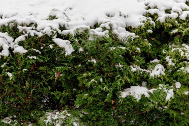 Yeşil çalıların üzerinde kar ve şehirde kış boyunca park etmek.