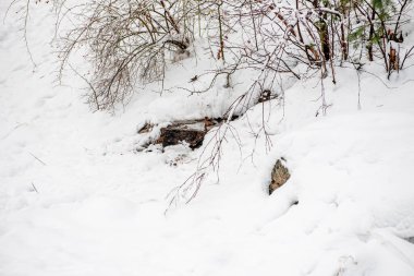 Kış, kar. Kışın suda yıkanan kuş. .