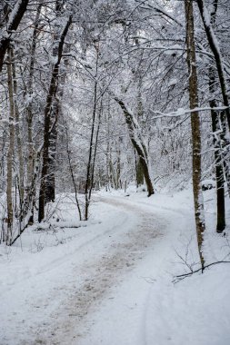 Patikası olan güzel bir kış manzarası. kış ormanı.