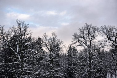 Kış. Soğuk bir günde karla kaplı ağaçlar. Kış, bulutlu gökyüzü.