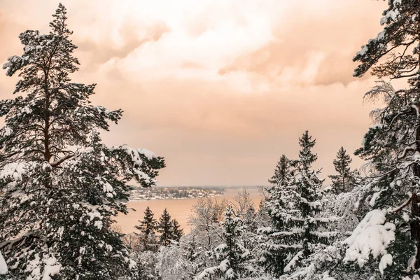 winter landscape. view of lake malaren in sweden, snow-covered trees and pines.