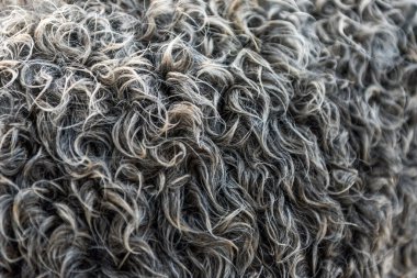 Koyu, siyah koyun yünü, kürk deseni, gri yün arka plan, doğal yüzey deseni.
