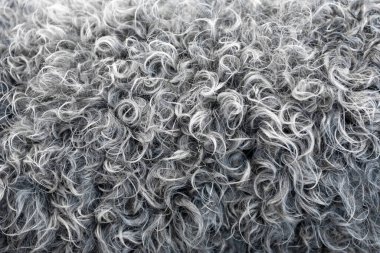 Koyu, siyah koyun yünü, kürk deseni, gri yün arka plan, doğal yüzey deseni.