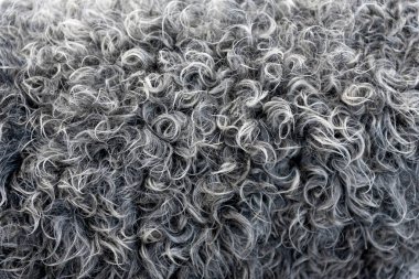 Koyu, siyah koyun yünü, kürk deseni, gri yün arka plan, doğal yüzey deseni.