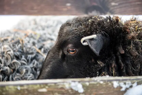 Close up of a black sheep. sheep's head with a white marker in the ear