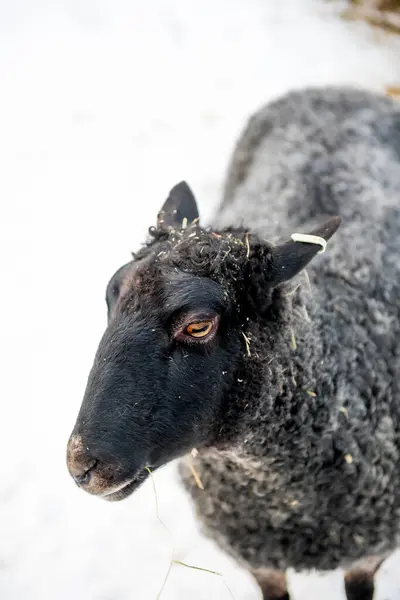 Close up of a black sheep. sheep head with a white marker in the ear