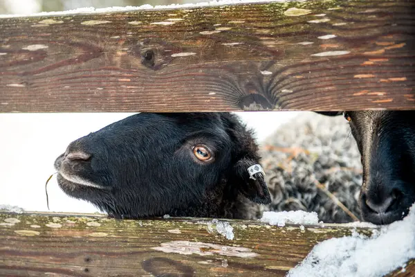 Portrait of black sheep. Close up of a black sheep.