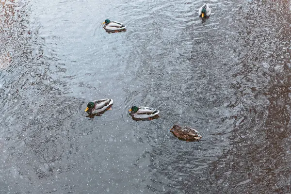 ducks swim and dive in the winter in an ice-free pond