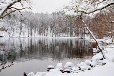 Kışın soğuk gölde yaban ördeği. manzara.