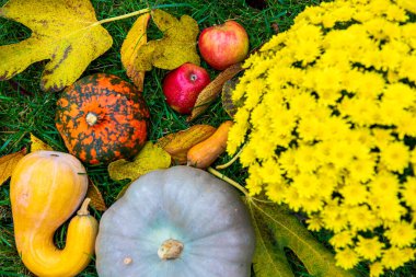 Sonbahar hasadı, yeşil çimlerin üzerinde sarı kasımpatı çiçeğiyle hayat dolu.