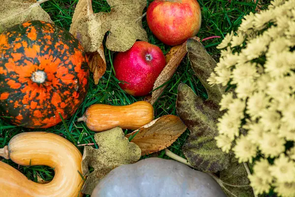 Sonbahar hasadı. Sarı kasımpatı çiçekleri çimlerin üzerinde.