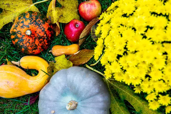 Sonbahar hasadı, yeşil çimlerin üzerinde sarı kasımpatı çiçeğiyle hayat dolu..