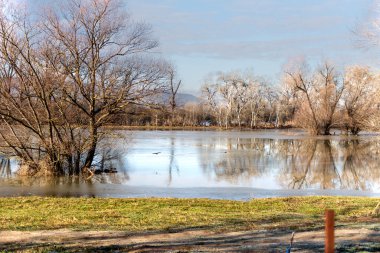 Nehir kıyısındaki ağaçlar Tuna Nehri tarafından sular altında kaldı..
