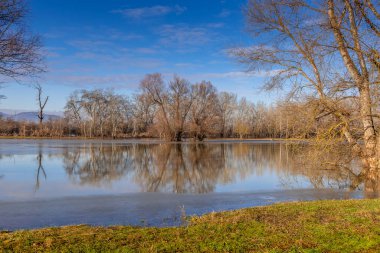 Nehir kıyısındaki ağaçlar Tuna Nehri tarafından sular altında kaldı..