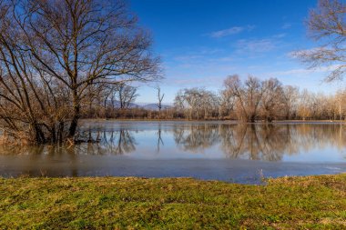 Nehir kıyısındaki ağaçlar Tuna Nehri tarafından sular altında kaldı..