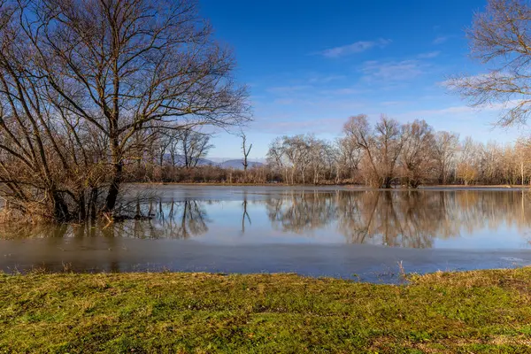 Nehir kıyısındaki ağaçlar Tuna Nehri tarafından sular altında kaldı..
