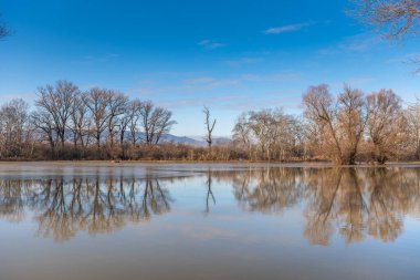 Nehir kıyısındaki ağaçlar Tuna Nehri tarafından sular altında kaldı..