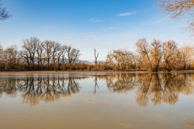 Nehir kıyısındaki ağaçlar Tuna Nehri tarafından sular altında kaldı..