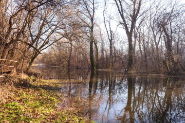Nehir kıyısındaki ağaçlar Tuna Nehri tarafından sular altında kalır. Güneşli bir günde çayır nehirle doldu.