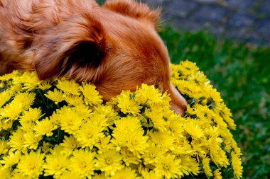 Kırmızı karışımlı köpek sarı bir kasımpatı çiçeği kokluyor.