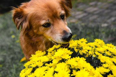 Kırmızı karışımlı köpek sarı bir kasımpatı çiçeği kokluyor.