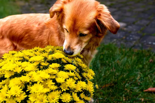 red mix dog sniffs a yellow chrysanthemum flower