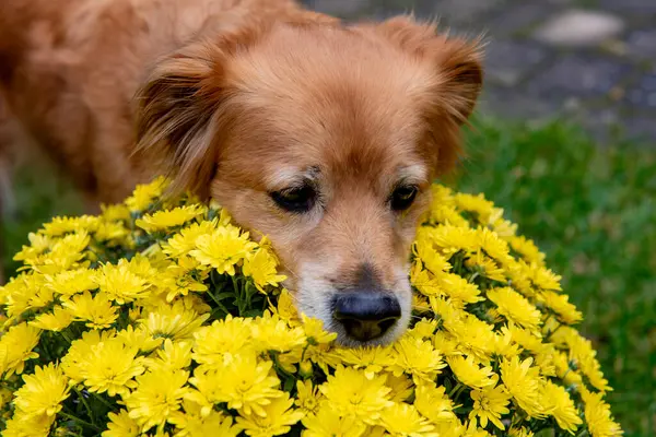red mix dog sniffs a yellow chrysanthemum flower
