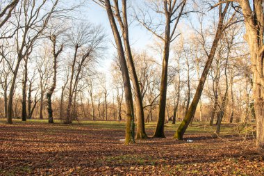 Nehir kıyısındaki ağaçlar Tuna Nehri tarafından sular altında kaldı..