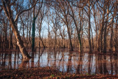 Nehir kıyısındaki ağaçlar Tuna Nehri tarafından sular altında kaldı..
