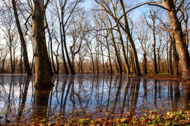 Nehir kıyısındaki ağaçlar Tuna Nehri tarafından sular altında kaldı..